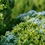 Wintersalade: farro met boerenkool Flickr_boerenkool_840_400