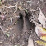 Diersporen afdrukken in gips Gipsafdruk_maken_dierenspoor