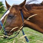 Paarden op Terschelling Paarden op Terschelling