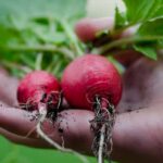 Laatste dag voor gratis groentezaden! wekelijks moestuintips in de mailbox