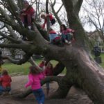 Veilig boomklimmen In bomen klimmen