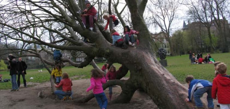 kinderen houden van boomklimmen.