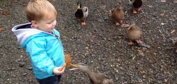 Eendjes Voeren Doen Of Niet Ouders Van Nature