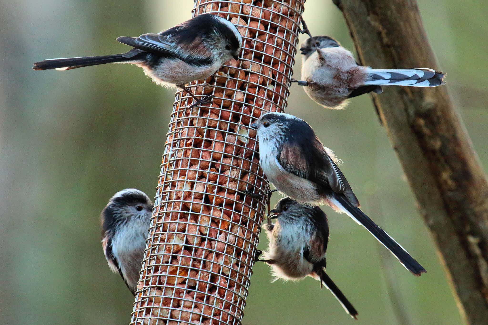 Jaar religie Mooi Vogels voeren in de winter: 8 knutselideeën | Ouders van nature