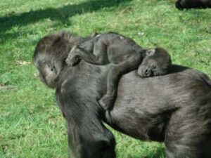 aapjes slapen bij ouders
