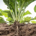 Veganistisch recept: met raapstelen met rijst Veganistisch recept: raapstelen met rijst