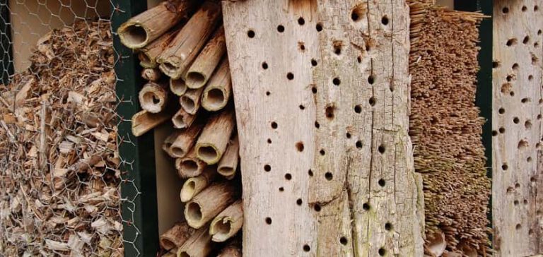In een insectenhotel wonen wespen, bijen en pissenbedden