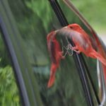 Maak je ramen vogelvriendelijk vogels tegen ramen