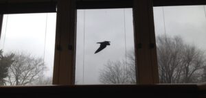 Maak je ramen zichtbaar zodat vogels zich niet doodvliegen tegen je ramen.