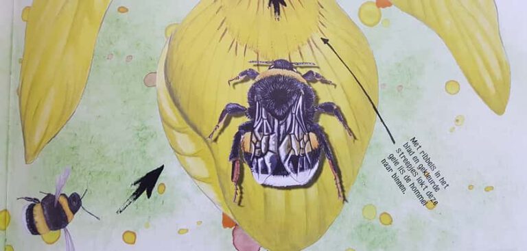 Goed boek voor kinderen over bijen