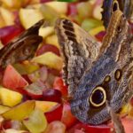 Vlinders fruit voeren Vlinders dagpauwogen eten fruit