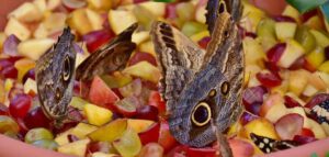 Vlinders dagpauwogen eten fruit