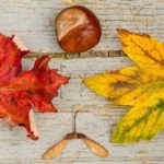 Tips om herfstbladeren te bewaren Tips om herfstbladeren te bewaren