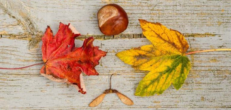 Tips om herfstbladeren te bewaren