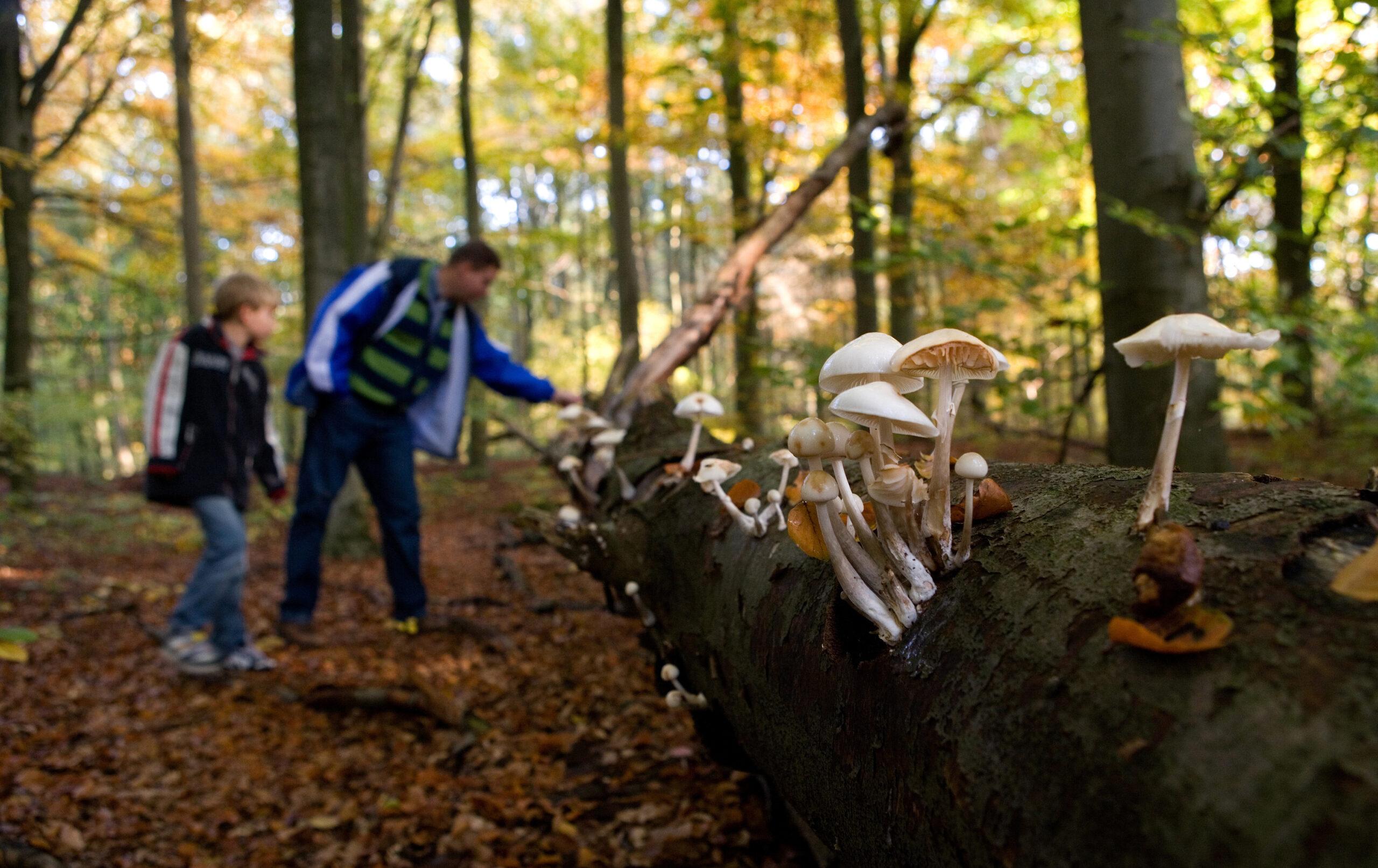 In Flevoland kun je in de herfst in het Waterloopbos veel paddenstoelen ontdekken waaronder porceleinzwam en de vliegenzwam
