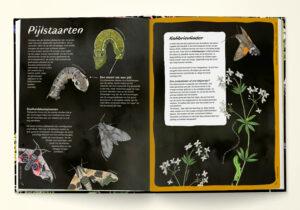Handboek voor vlinderfans pijlstaarten