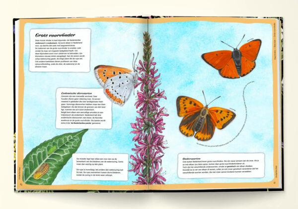 Grote vuurvlinder in het Handboek voor vlinderfans