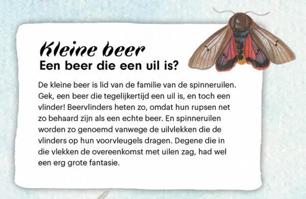 Handboek voor vlinderfans Kleine Beer